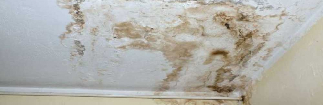 Chandler's Mold Removal Cover Image
