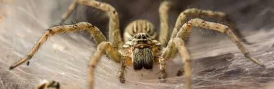 Pest Control Sydney Cover Image