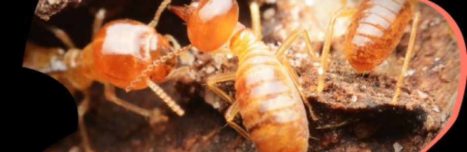Max Pest Control Brisbane Cover Image