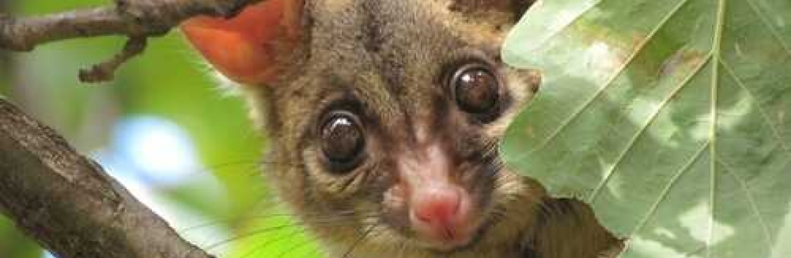 247 Possum Removal Perth Cover Image