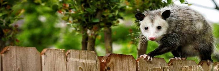 CBD Possum Removal Melbourne Cover Image