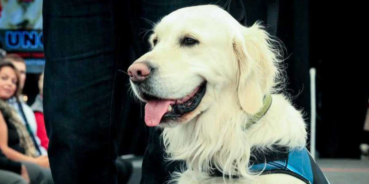 Frontier Airlines Pet Policy