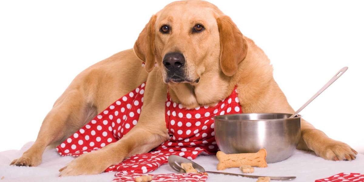 How to choose the best dog harness for your pet