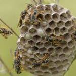 OZ Wasp Removal Perth Profile Picture