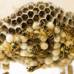 Frontline Wasp Removal Melbourne Profile Picture