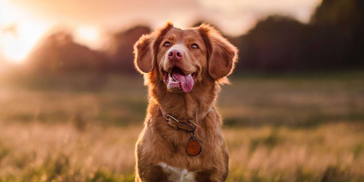 Emotional support animals that may be harmful
