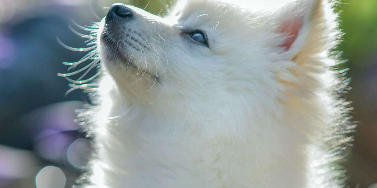 ESA Dog Reasons and Facts You Need to Present to Get One